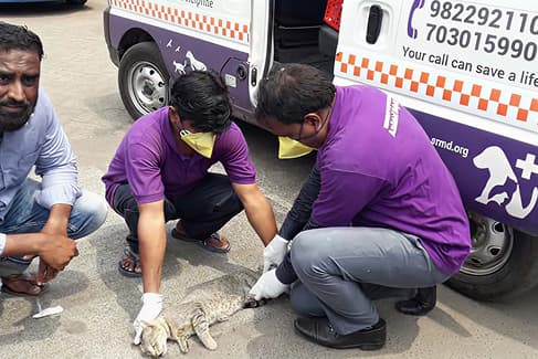 Animal rescue ambulance