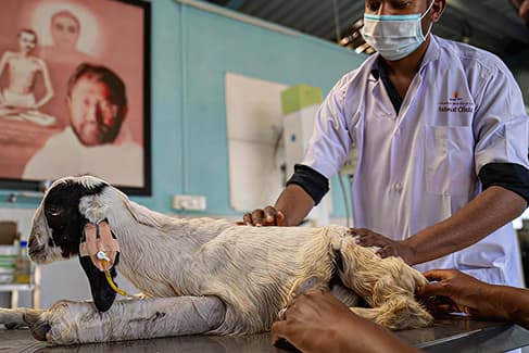 Veterinary care
