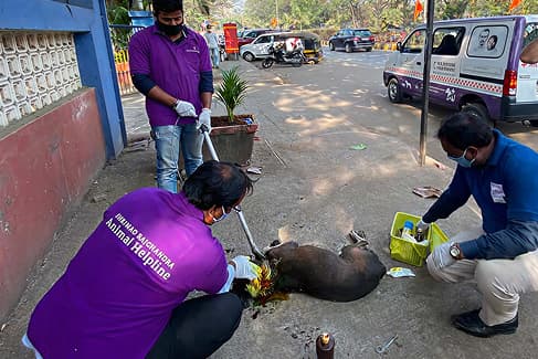Street animal care